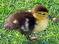 A baby duck on a grass garden