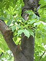 Foliage and immature fruit, Japan