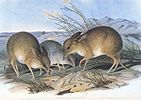 Painting of pig-footed bandicoots by John Gould.