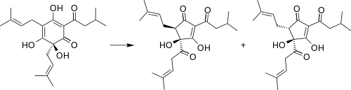 Degradation of humulone to cis- and trans-isohumulone