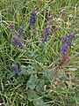 Salvia pratensis