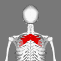 Position of serratus posterior superior muscle (shown in red).