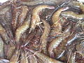 shrimps (pasayan) in Bohol, Philippines