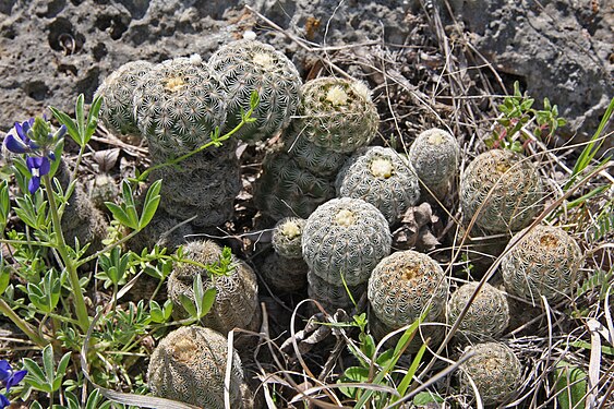 Plant growing in Lady Bird Johnson Wildflower Center, Austin Texas.