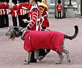 Irish Wolfhound mascot of the Irish Guards