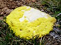 Dog vomit slime mold