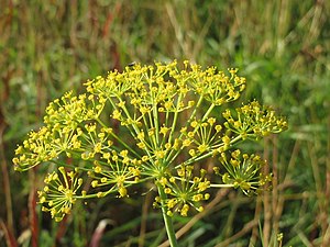 Yellow dill umbels