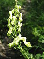 Aconitum lycoctonum subsp. neapolitanum