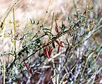 Astragalus jaegerianus (Lane Mountain milkvetch)