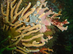 Small basket star on a nippled sea fan at Star Wall off the west side of the Cape Peninsula