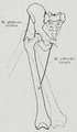 Adduction and abduction of the femur. The centre of rotation of the hip has been marked.