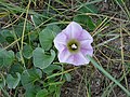 Calystegia soldanella