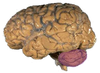 The human brain. The cerebellum is highlighted in purple