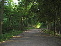 Chedoke Rail Trail