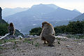 Monkeys at Chōshi Gorge