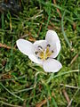 Colchicum hungaricum close-up