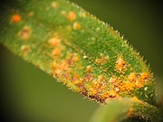 leaf with many orange raised spots of fungus