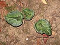 Young leaf in autumn