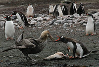 Adult gentoo confronting a southern giant petrel (Macronectes giganteus) that has killed a chick