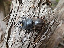 Photograph of a stag beetle on a log