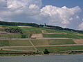 Many vinyards off the bank of the Rhine River in Germany.