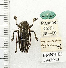 Museum specimen of Grammoechus polygrammus