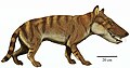 Hyaenodon macrocephalus
