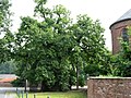 The oldest pedunculate oak of the Benelux - Éghezée (Belgium)