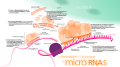 miRNA formation using Dicer from mRNA. Could be used for RISC