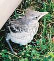 Baby Northern Mockingbird.