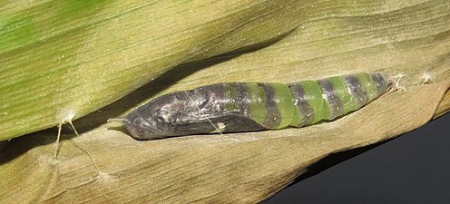 Pupa