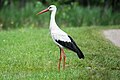 Stork