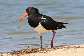 Pied Oystercatcher on beach