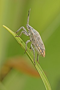 Pseudatelus sp shield bug