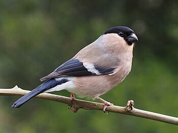 Eurasian bullfinch