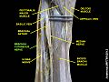 Brachial cutaneous nerve