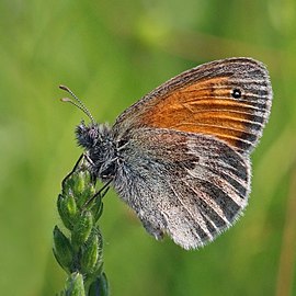 Small heath Coenonympha pamphilus Poland