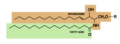 鞘类磷脂(Sphingolipids/glycosylceramides)