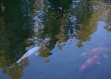 Koi fish seen in the Nishinomiya Japanese Garden