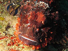 Top view of S. oxycephala (Komodo, Indonesia)