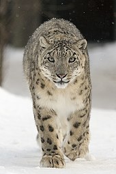 Leopard full-face.