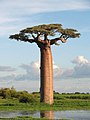 Image 14 Grandidier's baobab Photo: Bernard Gagnon Grandidier's baobab (Adansonia grandidieri) is the biggest and most famous of Madagascar's six baobab species. It has a massive cylindrical trunk, up to 3 m (9.8 ft) across, and can reach up to 25 m (82 ft) in height. The large, dry fruits of the baobab contain kidney-shaped seeds within an edible pulp. It is named after the French botanist and explorer Alfred Grandidier, who documented many of the animals and plants of Madagascar. More selected pictures