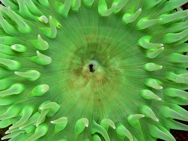 Anthopleura xanthogrammica (giant green anemone) at the Vancouver Aquarium