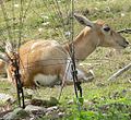 Blackbuck (Antilope cervicapra)