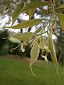 Celtis australis flowering