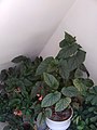 Cracklin Rosie begonia