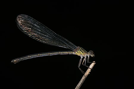 Euphaea fraseri female