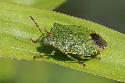 Green shield bug Palomena prasina England, UK