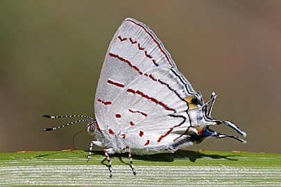 Hemiolaus cobaltina Madagascar