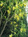 Laburnum anagyroides